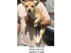 Adopt Pablo a Tan/Yellow/Fawn Corgi / Terrier (Unknown Type