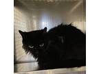 Adopt Mogollon a All Black Domestic Mediumhair / Domestic Shorthair / Mixed cat