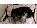 Adopt 54058623 a Black Shih Tzu / Mixed dog in Boonville, IN (39165315)