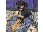 Adopt Arby's a Brown/Chocolate Doberman Pinscher / Mixed dog in Dallas
