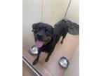 Adopt Vito a Black Rottweiler / Mixed dog in Greenville, PA (39090052)