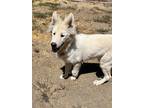 Adopt Fluffy a White German Shepherd Dog / Mixed dog in Brookfield