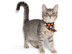 Adopt Hamburglar a Gray or Blue Domestic Shorthair / Domestic Shorthair / Mixed