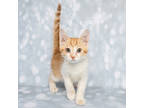 Adopt Mango a Orange or Red Domestic Shorthair / Domestic Shorthair / Mixed cat