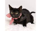 Adopt Trixy a All Black Domestic Shorthair / Domestic Shorthair / Mixed cat in