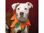 Adopt Zazu a Red/Golden/Orange/Chestnut American Pit Bull Terrier / Mixed dog in