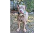 Adopt Raza a Tan/Yellow/Fawn American Pit Bull Terrier / Mixed dog in Irmo