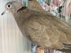 Adopt Chip a Tan Dove / Mixed bird in Boulder, CO (39165211)