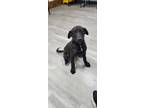 Adopt Buffett a Black Labrador Retriever / Mixed dog in Shelby, NC (39105173)