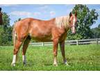 Adopt Seamus a Chestnut/Sorrel Grade / Mixed horse in Louisville, KY (39165189)