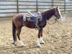 Adopt Rafael a Chestnut/Sorrel Gaited / Mixed horse in Louisville, KY (39165188)