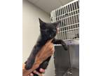 Adopt Cuddles a All Black Domestic Shorthair / Domestic Shorthair / Mixed cat in