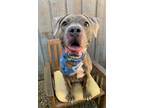 Adopt Grace a Gray/Blue/Silver/Salt & Pepper Mastiff / American Pit Bull Terrier