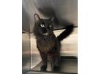 Adopt Dory (at Smitten Kitten) a All Black Domestic Longhair / Domestic