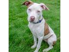 Adopt Sadie a White American Pit Bull Terrier / Mixed dog in Salem