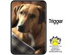 Adopt Trigger a Red/Golden/Orange/Chestnut Boxer / Mixed dog in Newburgh