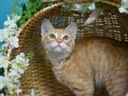 Adopt Oscar a Orange or Red Domestic Shorthair / Domestic Shorthair / Mixed cat