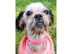 Adopt Mary a Black Shih Tzu / Mixed dog in Blackwood, NJ (39165248)