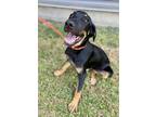 Adopt Lennon a Black German Shepherd Dog / Mixed dog in West Chester