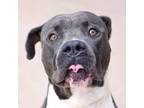 Adopt Bruno a Gray/Blue/Silver/Salt & Pepper American Pit Bull Terrier / Mixed