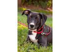 Adopt TINKERBELL a Black Labrador Retriever / Mixed dog in West Chester