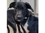 Adopt PETER PAN a Black Labrador Retriever / Mixed dog in West Chester