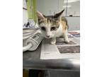 Adopt Caramel a White Domestic Shorthair / Domestic Shorthair / Mixed cat in