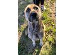 Adopt Amelia a Brown/Chocolate German Shepherd Dog / Mixed dog in Bartlesville