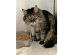 Adopt Ophelia a Brown or Chocolate Domestic Shorthair / Domestic Shorthair /