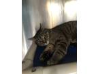 Adopt Muffin a Brown or Chocolate Domestic Shorthair / Domestic Shorthair /