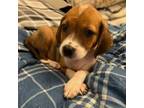 Adopt Winnie a Tan/Yellow/Fawn Beagle / Mixed dog in Culpeper, VA (39165133)