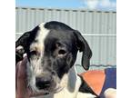 Adopt Blythe a Black - with White Labrador Retriever / Mixed dog in Uxbridge