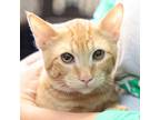 Adopt Navel Orange a Orange or Red Domestic Shorthair / Domestic Shorthair /