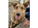 Adopt Sadie a Brown/Chocolate Mixed Breed (Large) / Mixed dog in Ashtabula