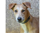 Adopt Buck a Tan/Yellow/Fawn Whippet / Hound (Unknown Type) / Mixed dog in