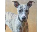 Adopt Leonard a White Whippet / Catahoula Leopard Dog / Mixed dog in Lihue