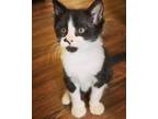 Adopt Clay a All Black Domestic Mediumhair / Domestic Shorthair / Mixed cat in