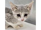 Adopt Flea a Gray or Blue Domestic Shorthair / Domestic Shorthair / Mixed cat in