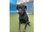 Adopt Reese a Black Labrador Retriever / Mixed dog in Shelby, NC (39165178)