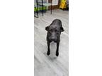 Adopt Snickers a Black Labrador Retriever / Mixed dog in Shelby, NC (39165177)