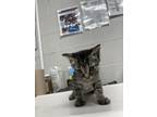 Adopt 54097272 a Gray or Blue Domestic Shorthair / Domestic Shorthair / Mixed