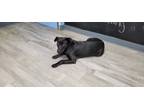 Adopt Sour patch a Black Labrador Retriever / Mixed dog in Shelby, NC (39165166)