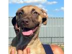 Adopt Beatrice a Tan/Yellow/Fawn Labrador Retriever / Mixed dog in Uxbridge