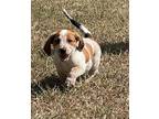 Adopt Banjo a Red/Golden/Orange/Chestnut Basset Hound / Mixed dog in