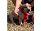 Adopt Buggy a Red/Golden/Orange/Chestnut Basset Hound / Mixed dog in