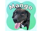 Adopt Mango a Black Mixed Breed (Large) / Mixed dog in Ashtabula, OH (39165054)