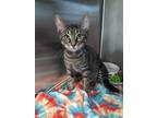 Adopt Tom a Brown or Chocolate Domestic Shorthair / Domestic Shorthair / Mixed