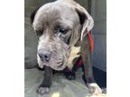 Adopt a Pit Bull Terrier / Bullmastiff / Mixed dog in Pomona, CA (39164953)