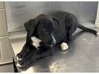 Adopt Colander a Black Border Collie / Mixed dog in San Marcos, TX (39164951)