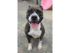Adopt a Pit Bull Terrier / Mixed dog in Pomona, CA (39164950)